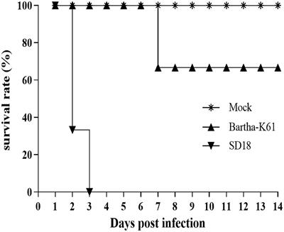 Assessing the Risk of Commercial Vaccines Against Pseudorabies Virus in Cats